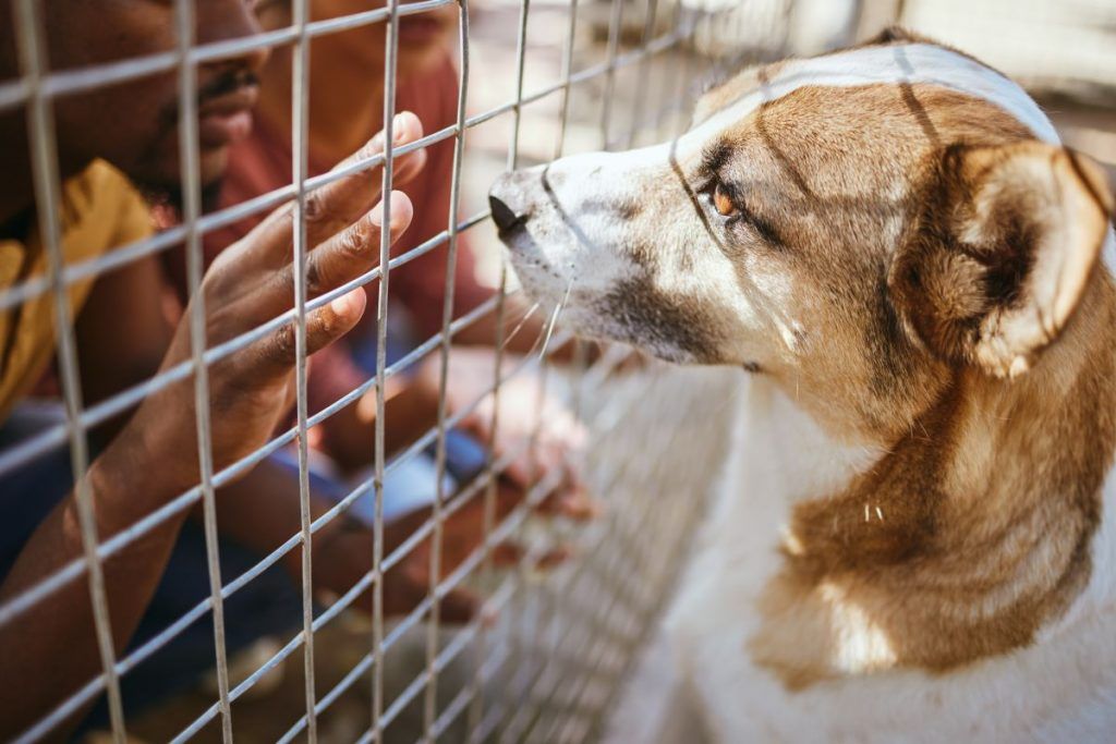 hands-fence-and-dog-in-shelter-for-adoption-blac-2023-11-27-05-18-09-utc-1024x683