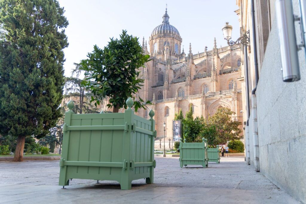 Jardineras con naranjos instaladas en la Plaza de Anaya de Salamanca | Foto PSOE